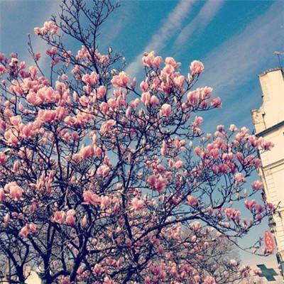 烧脑大师下载最新版